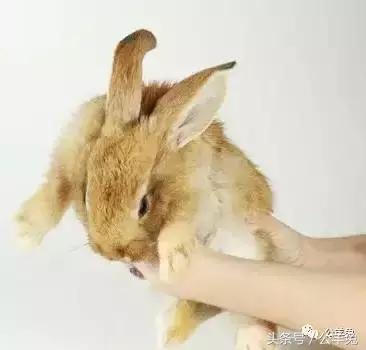 养兔技术及方法,养兔技术与兔疾病防治顺序流程