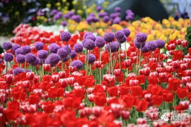 韩国春季赏花的地方,韩国春季赏花胜地