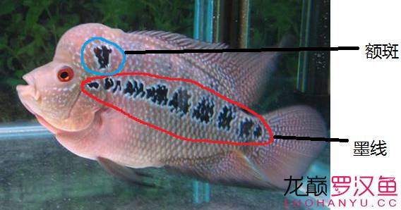 罗汉鱼饲养术语,罗汉鱼饲养法图解