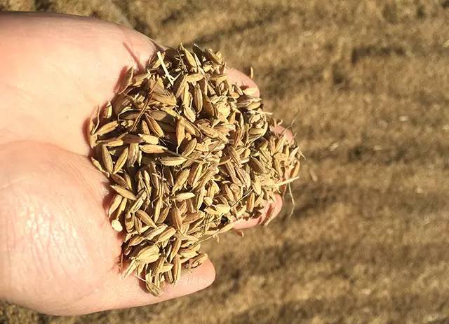 「美食」稻花香为什么会被誉为中国最好吃的大米之一？