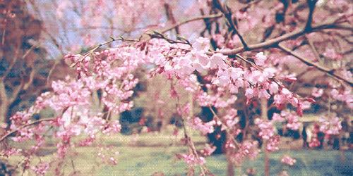 早春樱花系列 (樱花粉嫩款推荐)