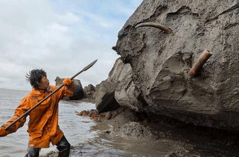 俄罗斯挖猛犸象牙视频 (俄罗斯开采猛犸象牙吗)