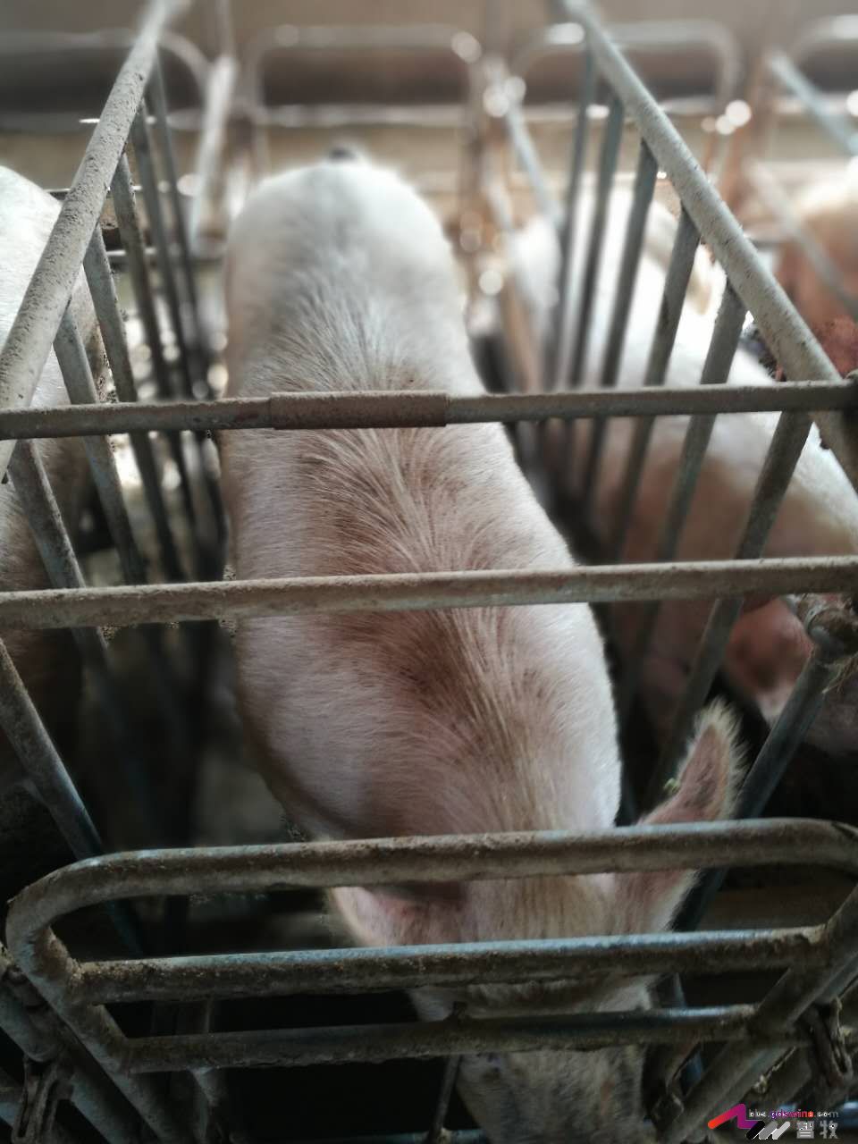 母猪发育成熟有哪些特征,母猪怎样看出该驱虫了