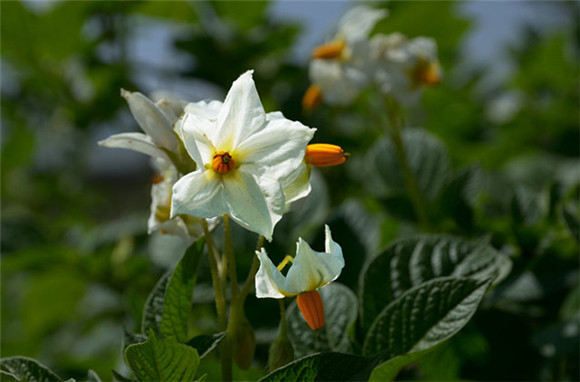 你好！那个叫“洋芋”的马铃著同志！