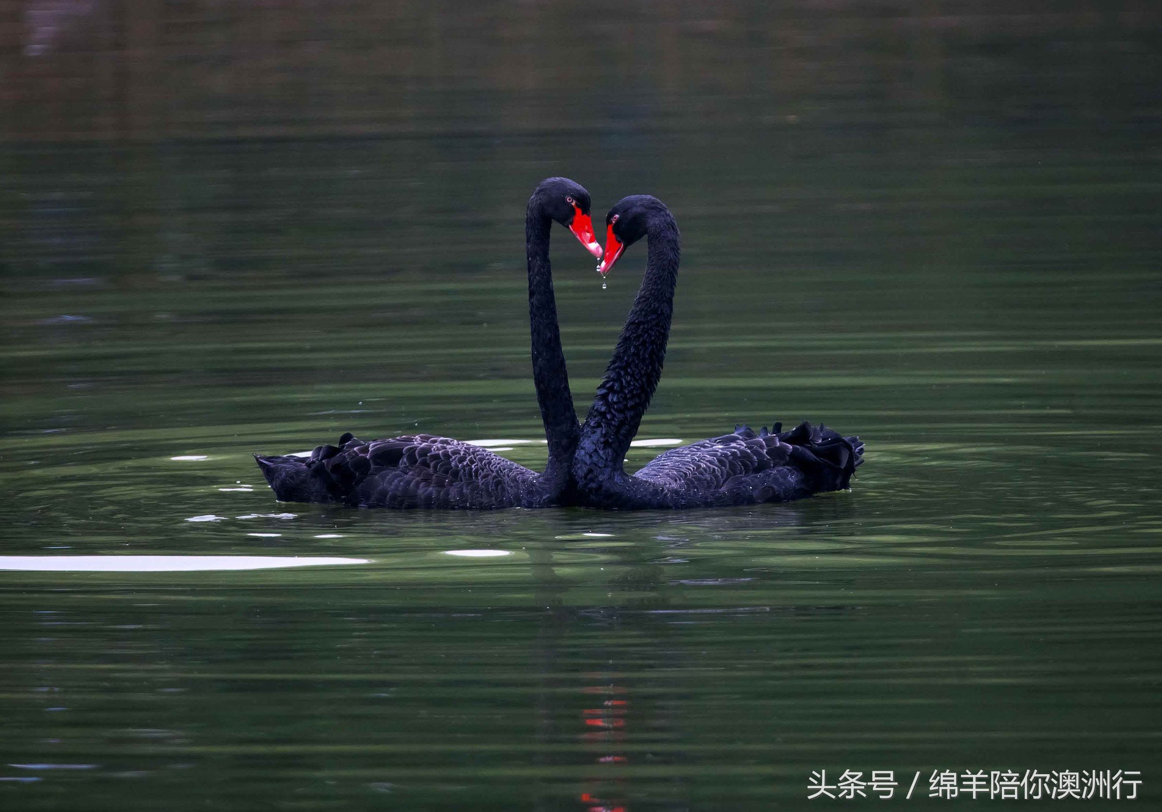 亲爱的，即便留学，我也不会放开你的手