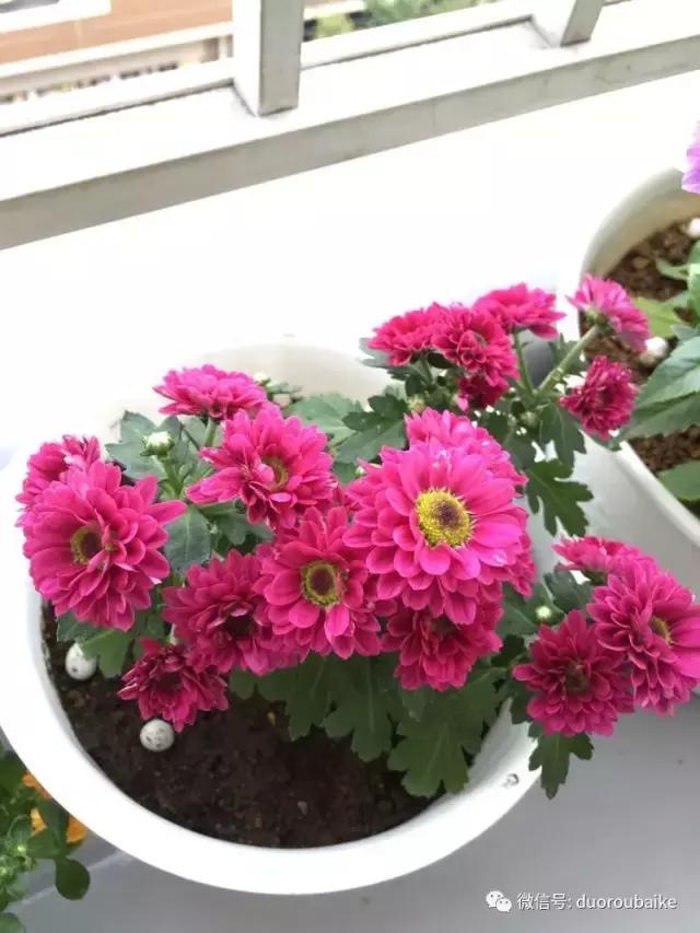 日本最好的多肉大棚,走进日本北海道