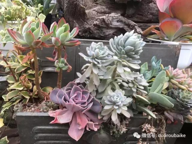 日本最好的多肉大棚,走进日本北海道