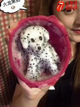 顶配斑点狗,斑点狗推荐吗