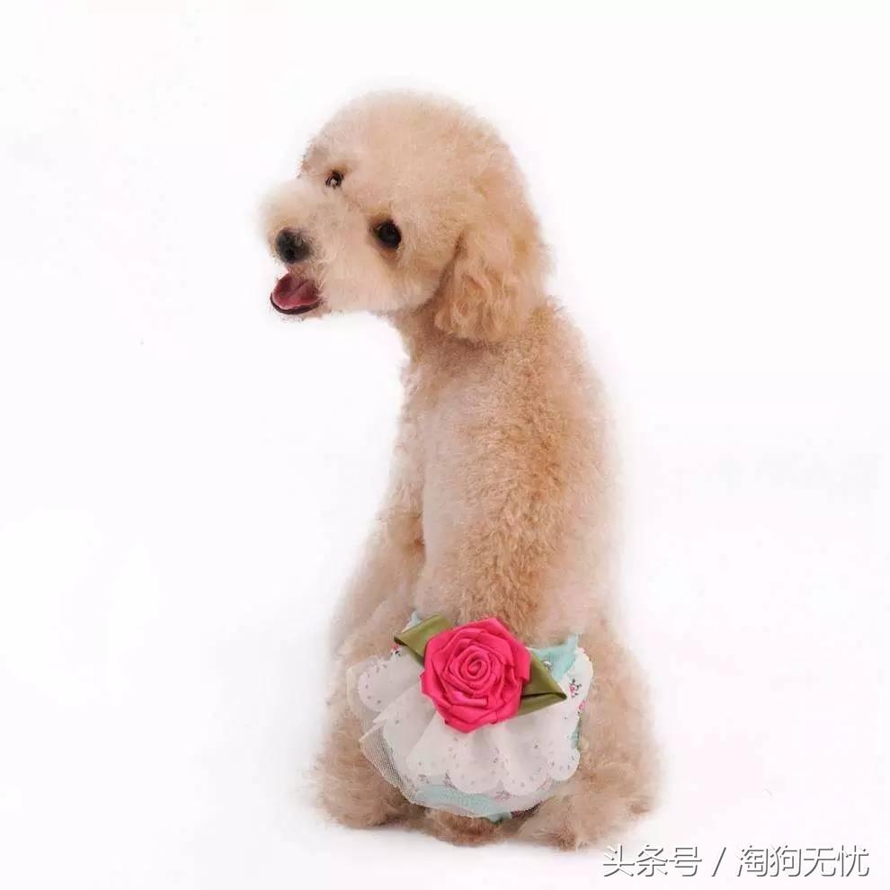 春天来了狗狗也撒欢,春天来了你家的狗能管好吗