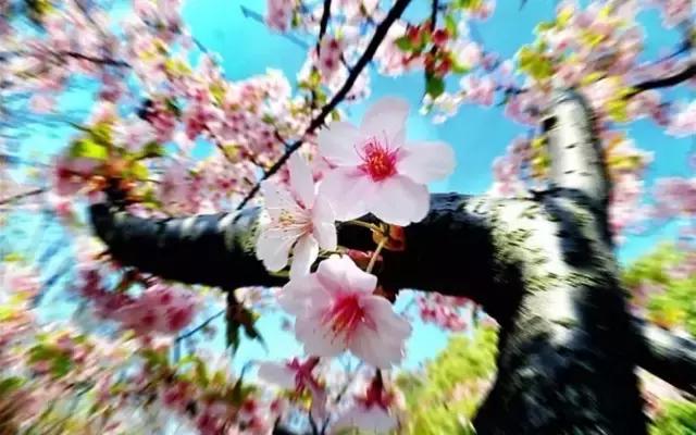 沪上樱花在哪里,沪上赏花