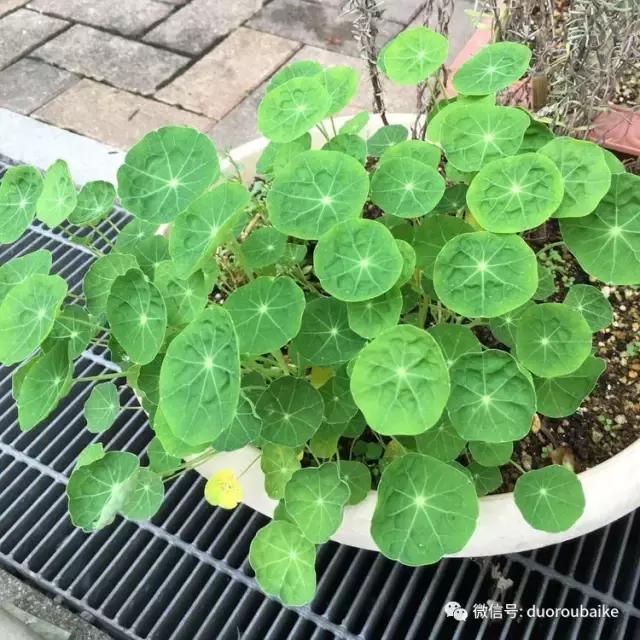 日本最好的多肉大棚,走进日本北海道