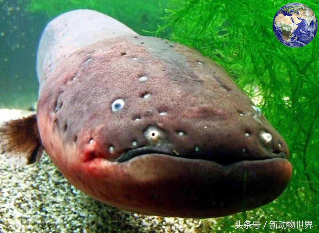 电鳗为什么没把自己电死,电鳗为啥被自己电死了