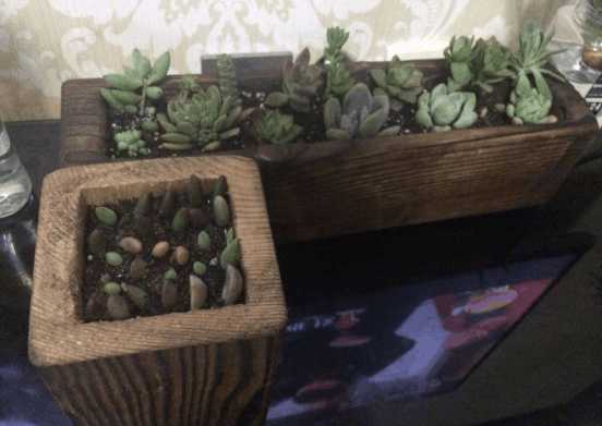 多肉可以用木头种植吗,在家养多肉省钱的最高境界