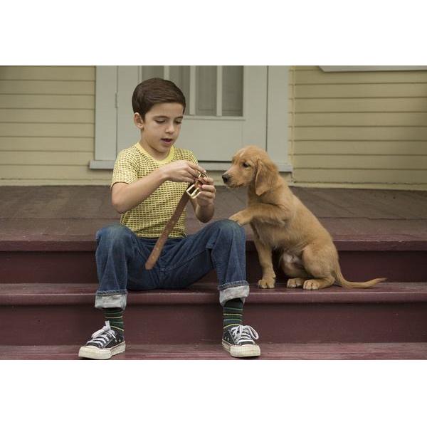 一条狗的一生感受,一条狗的使命带给你对宠物的感受