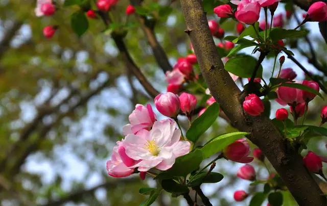 说走就走的踏青,说走就走的看花之旅