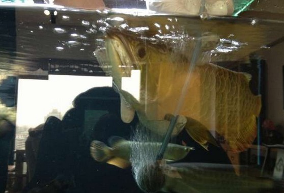 龙鱼腹鳍恢复过程,龙鱼拔鳞手术需要注意什么