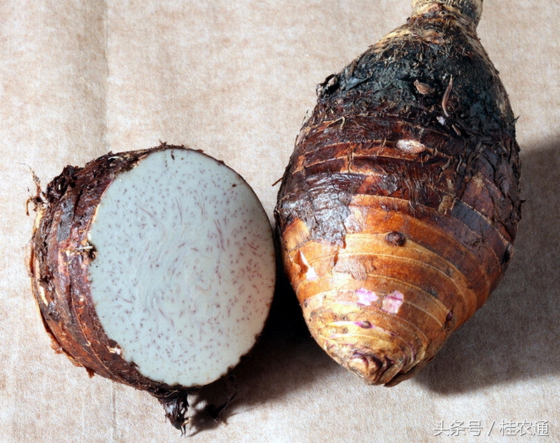 广西荔浦芋土特产,广西荔浦芋荷