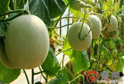 山东最香的瓜,口感软糯又甜的瓜