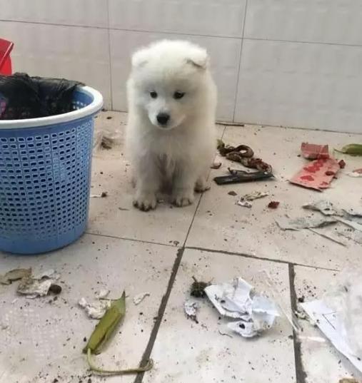 萨摩耶拆家只能笼养,萨摩耶不关起来在家里会拆家吗