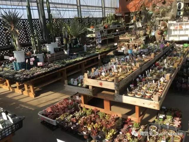 日本最好的多肉大棚,走进日本北海道