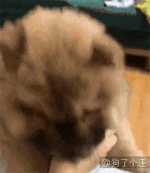 三个月狗狗挑食偏瘦但很活泼,狗狗小时候也可爱长大后更卡