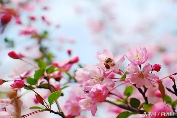 樱花季攻略完整版,樱花上海攻略