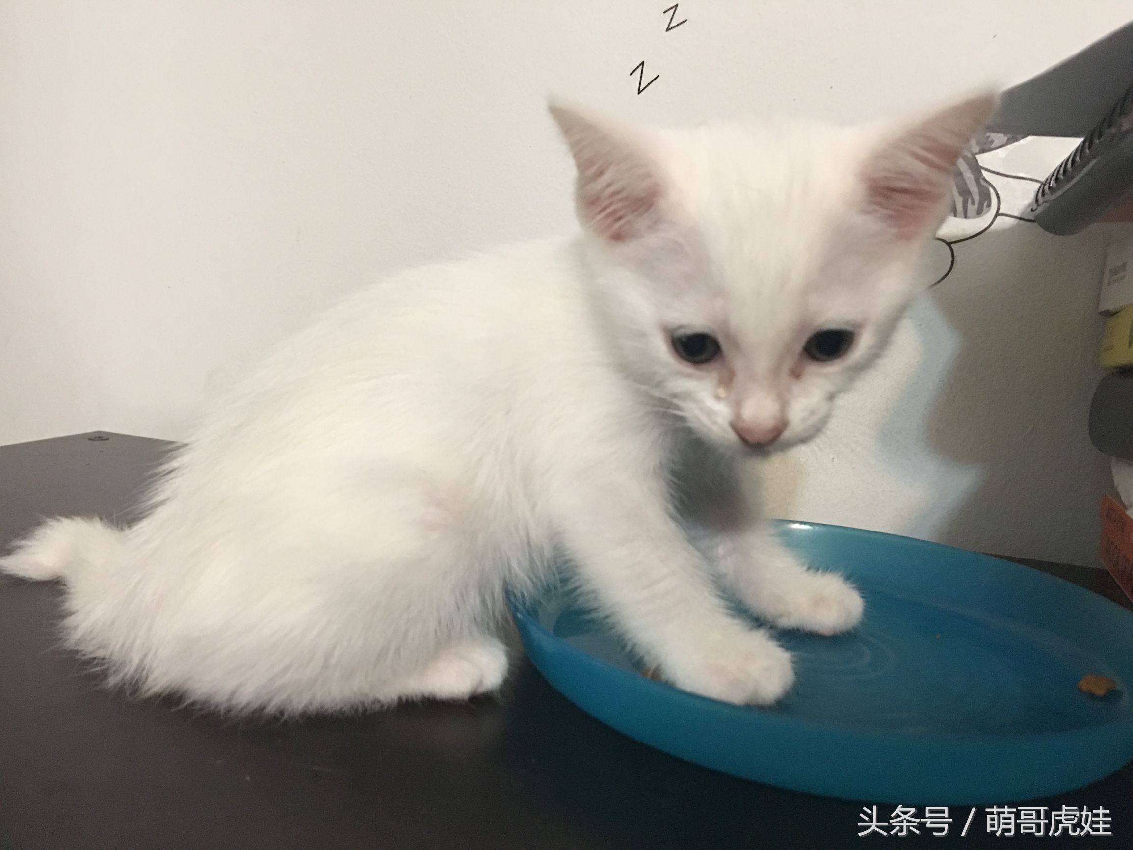 小奶猫第一次吃猫粮,小奶喵吃零食视频