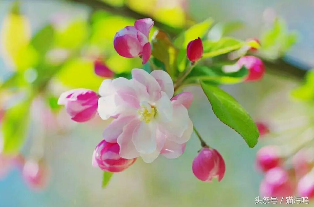 花的海洋让人心情愉悦,花的海洋真实图片大全