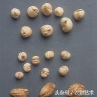 袖珍中草药彩色图谱,中草药图谱大全视频