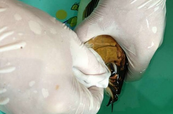 龙鱼腹鳍恢复过程,龙鱼拔鳞手术需要注意什么