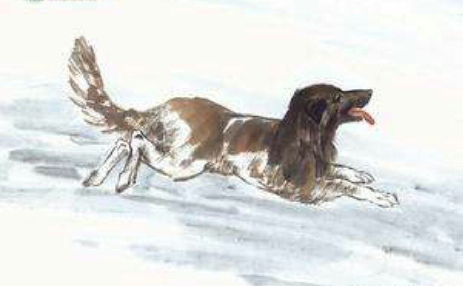 最全十二属相,十二属相都是什么属相