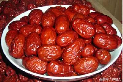 最甜枣树品种子弹头枣,什么枣树品种好吃又甜又大