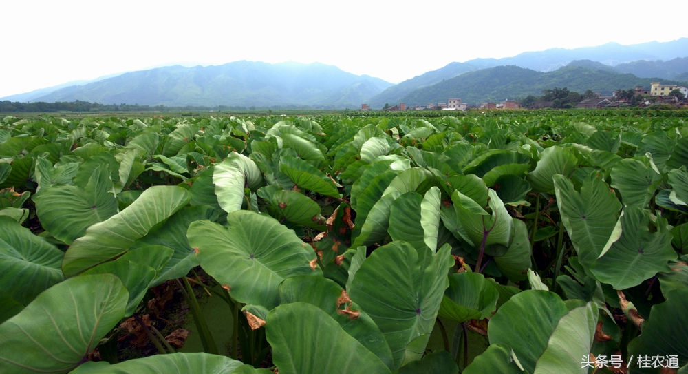 广西荔浦芋土特产,广西荔浦芋荷