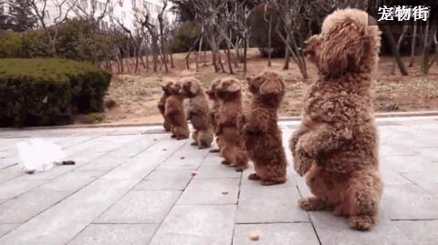 训狗师训练泰迪站立走路,靠谱的泰迪犬训练学校训二哈