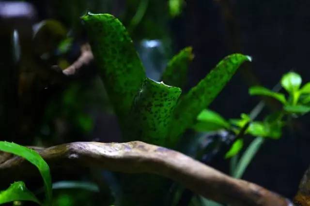 水族箱草缸开缸教程新手入门,雨林缸开缸多久植物才会稳定