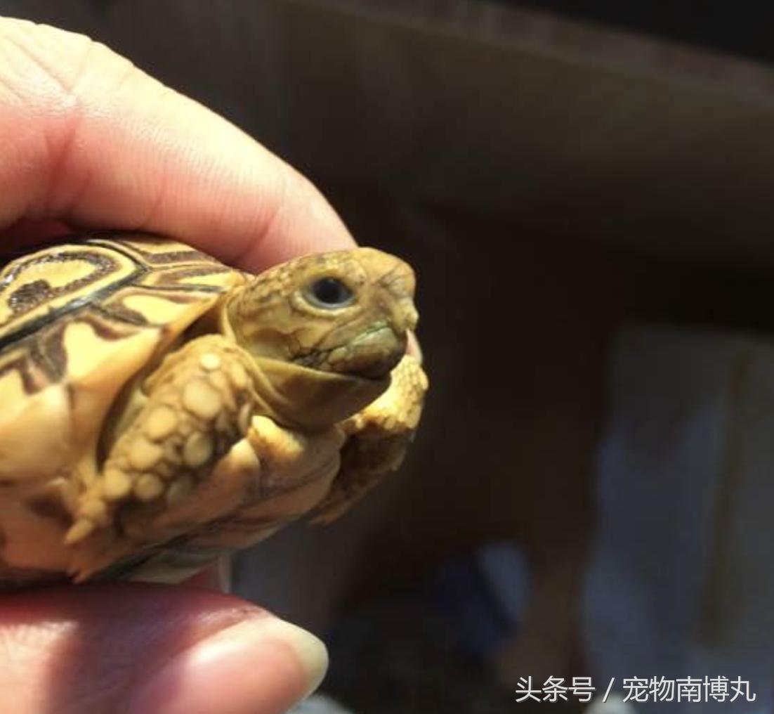 如何剪去陆龟的增生喙,陆龟嘴唇增生怎么修