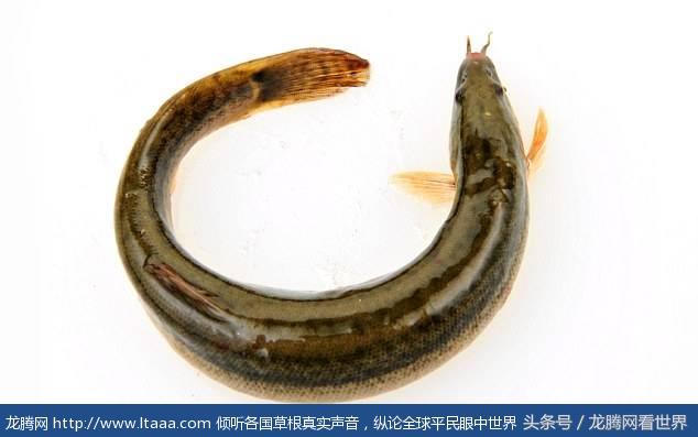 醉酒男子将两条活鱼塞进菊花