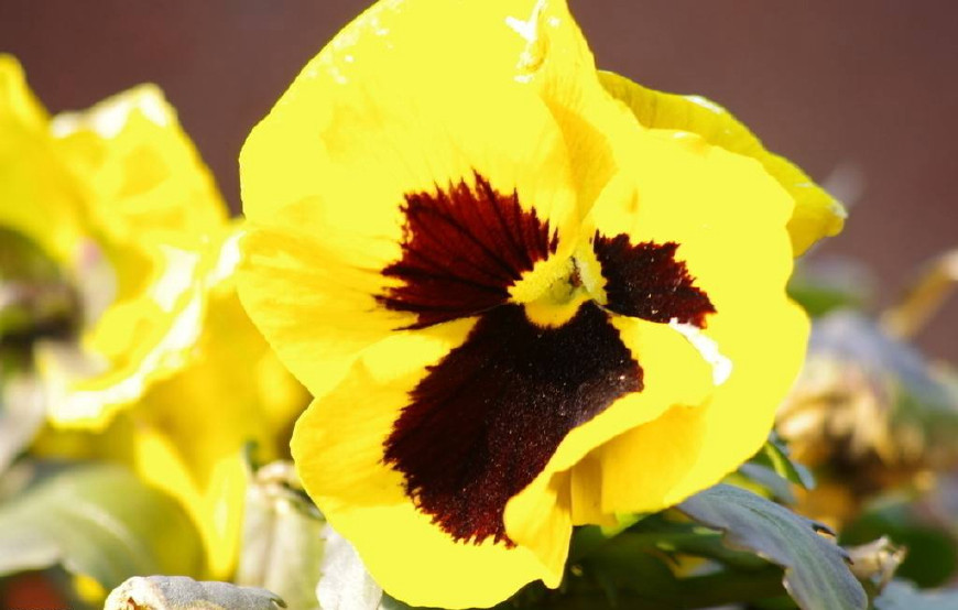 三色堇庭院图片,三色堇可食用盆栽