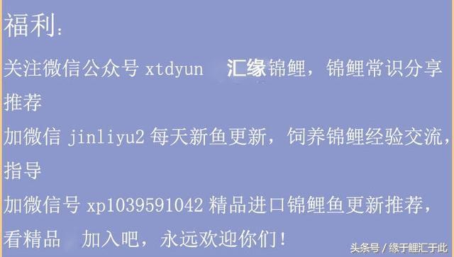 桃树穿孔病最好的治疗方法,穿孔病如何治疗