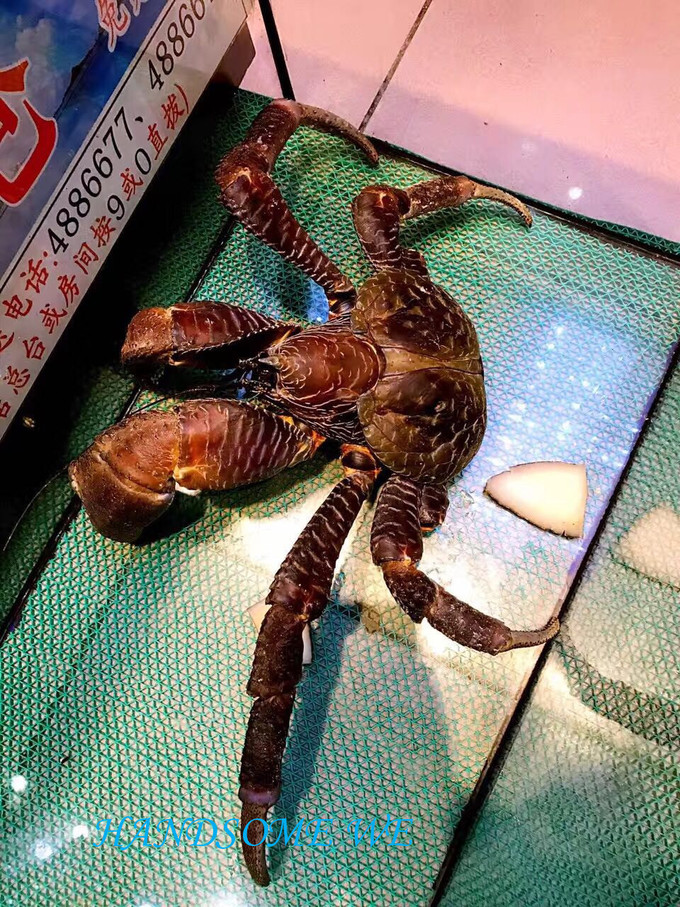 没水母湖的帕劳,帕劳水母湖怎么去