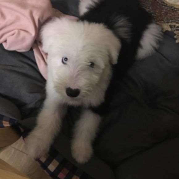 去狗市，1300元买下这只未满两月的古牧，我们的噩梦就开始了