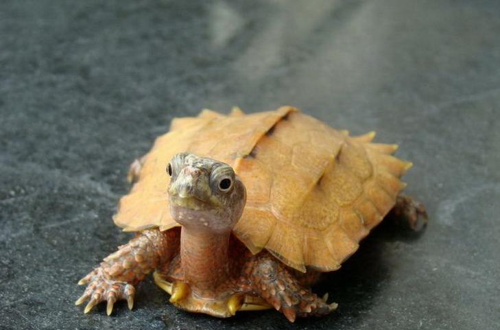 世界已经灭绝的十大名龟视频,中国十大灭绝乌龟排名