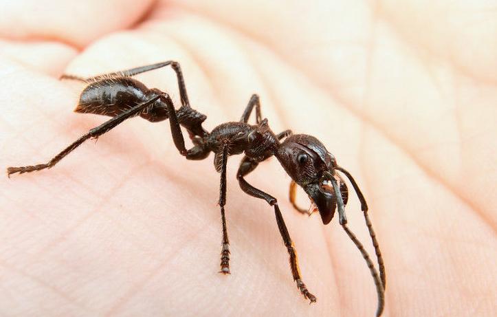全异巨首蚁各种种类蚂蚁体型,世界上最可怕的昆虫子弹蚁