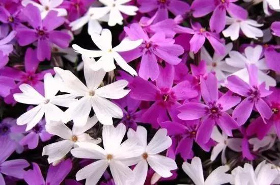 有一种美如人间烟火,当富士山遇上樱花什么意思