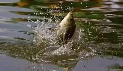 新手钓鱼入门教程绑鱼线,四海钓鱼教学