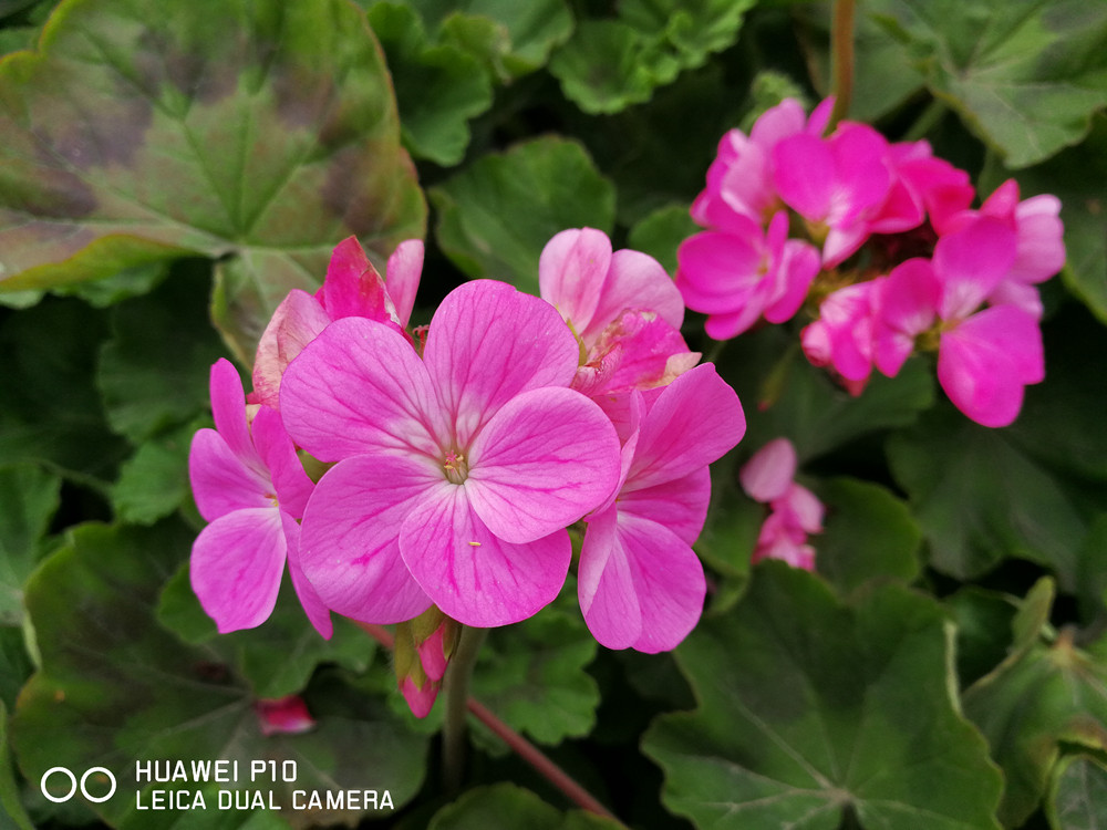 徕卡双摄作品,华为p10徕卡双摄怎么用