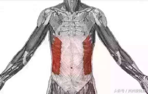 练腹部肌肉最快最有效的方法图解,腹部肌肉增肌方法