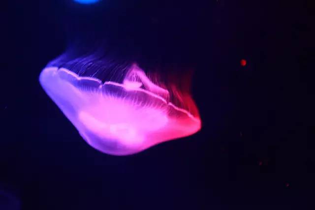 杭州极地海洋游玩图,杭州极地海洋世界旅游攻略