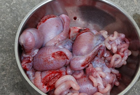 农村给猪羊做绝育手术,大猪场怎么给猪仔做绝育