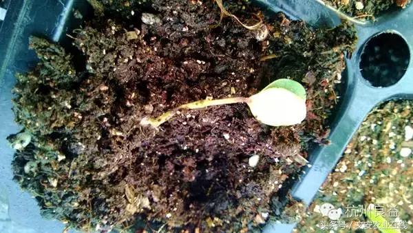 西瓜六必治瓜类六大病害一招搞定,西瓜病害六必治